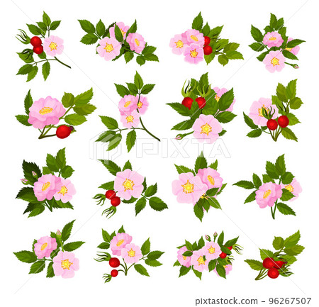 Dogrose Pink Blooming Flowers and Red Fruit Big Vector Set 96267507