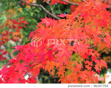 Autumn leaves 96267708