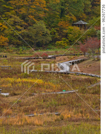 Autumn leaves of Takigashira Marsh Autumn leaves of Takigashira Marsh 96267736