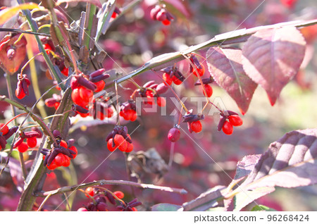 梨樹果實 96268424