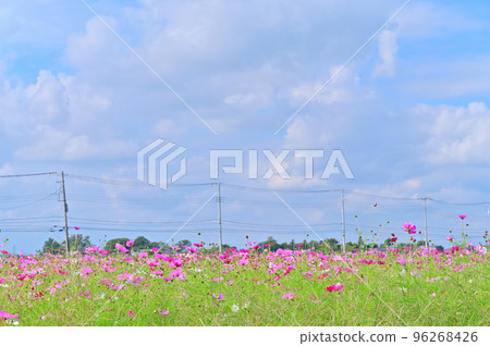 埼玉縣比岐郡川島町川島町辦事處附近的大波斯菊場 埼玉縣比岐郡川島町川島町辦事處附近的大波斯菊場 96268426
