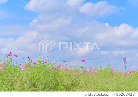 埼玉縣比岐郡川島町川島町辦事處附近的大波斯菊場 埼玉縣比岐郡川島町川島町辦事處附近的大波斯菊場 96268428