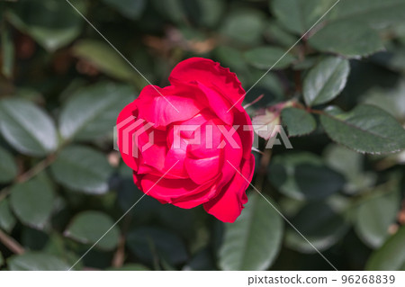 Saitama City Saitama Prefecture Yono Park Autumn Rose 96268839