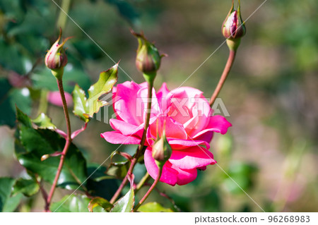 埼玉市 埼玉縣與野公園 秋天的玫瑰 96268983