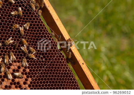 Working bees in a hive on honeycomb. Bees inside hive with sealed and open cells for their young.. Working bees in a hive on honeycomb. Bees inside hive with sealed and open cells for their young.. 96269032