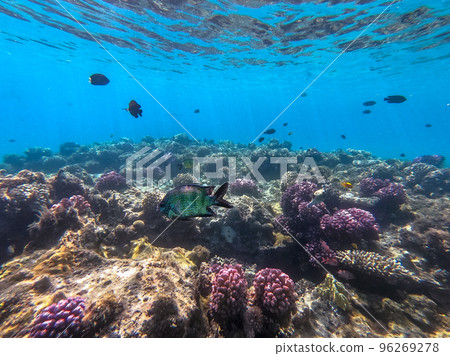 African Sergeant (Abudefduf hoefleri) at coral reef.. 96269278