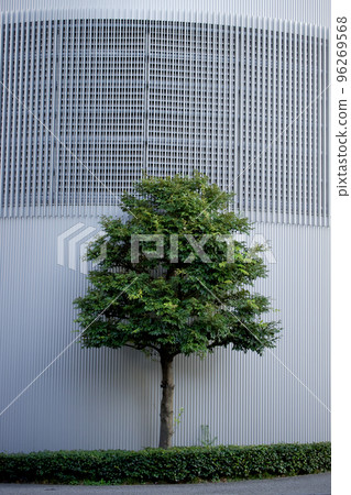 The scenery where a single tree is stylishly planted in front of a white building is beautiful. 96269568
