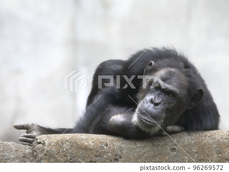 Chimpanzee lying down looking at you 96269572