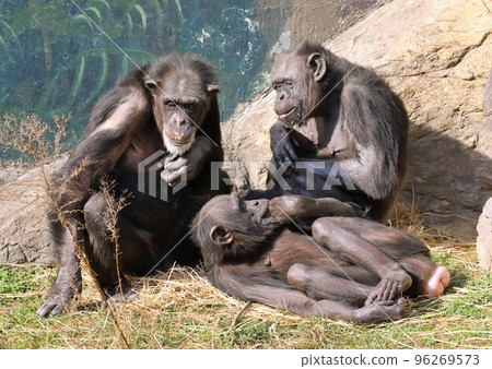 Three chimpanzees living in harmony 96269573