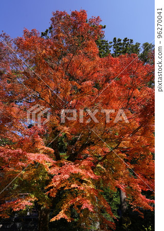 Higashiyoshino village, when the autumn leaves are bright Higashiyoshino village, when the autumn leaves are bright 96270041
