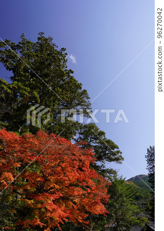 Higashiyoshino village, when the autumn leaves are bright 96270042