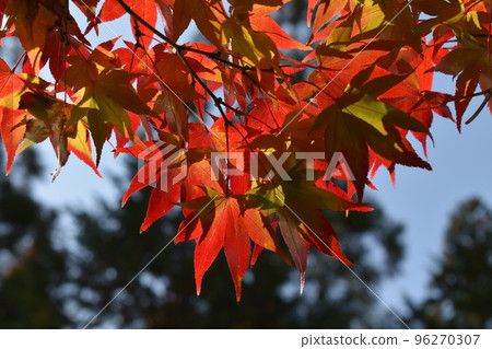 Maple leaf brocade Maple leaf brocade 96270307