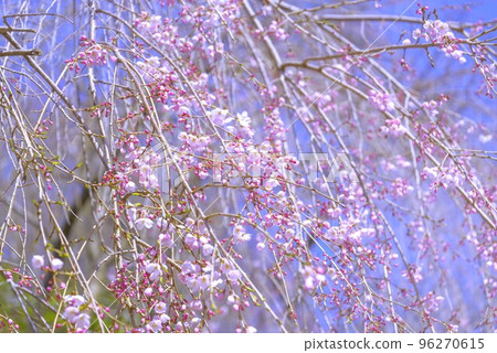 Weeping cherry tree 96270615