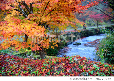 Autumn leaves of Utsukushi Autumn leaves of Utsukushi 96270756