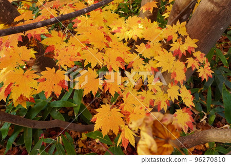 Autumn leaves of Dwarf spider maple Autumn leaves of Dwarf spider maple 96270810