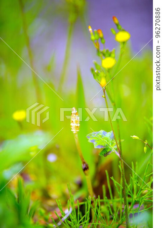 尼加花 尼加花 96270886