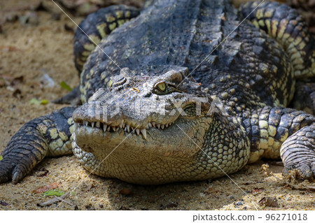 The big thai crocodile rest on the garden 96271018