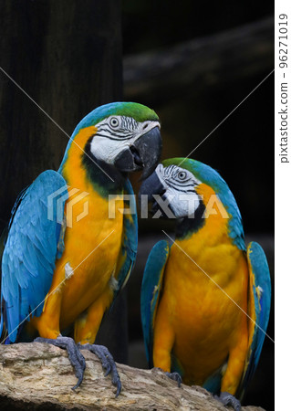 Close up head the Blue and yellow macaw parrot bird in garden 96271019