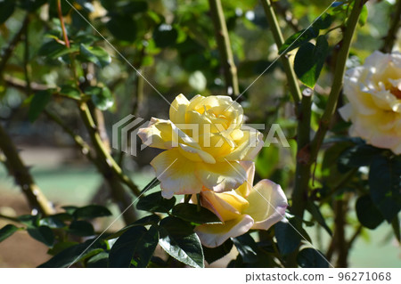 Yellow roses blooming in the autumn rose garden Yellow roses blooming in the autumn rose garden 96271068