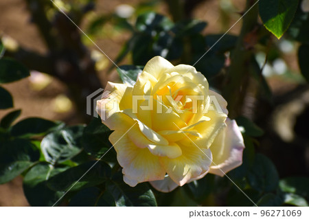 Yellow roses blooming in the autumn rose garden Yellow roses blooming in the autumn rose garden 96271069