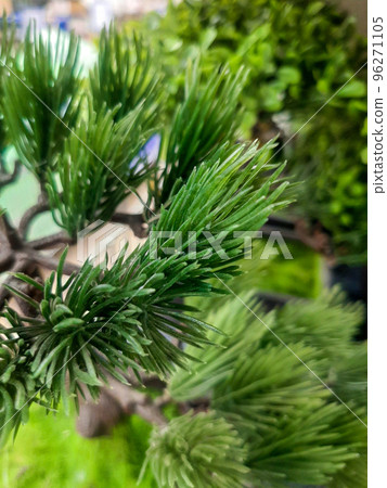 branch of green coniferous ornamental plant, juniper branch of green coniferous ornamental plant, juniper 96271105