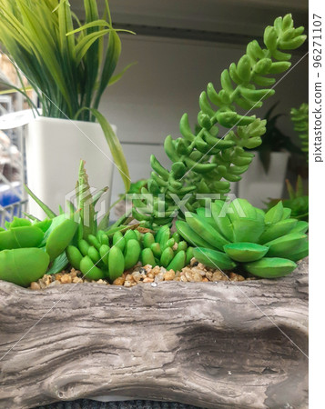 green decorative desert plants with fleshy leaves green decorative desert plants with fleshy leaves 96271107