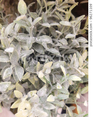 white ornamental plant with small prickly leaves white ornamental plant with small prickly leaves 96271109