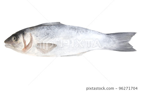 Watercolor illustration of raw fish sea bass isolated on white background Watercolor illustration of raw fish sea bass isolated on white background 96271704