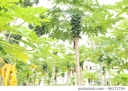 raw papaya stock on tree in farm raw papaya stock on tree in farm 96271784