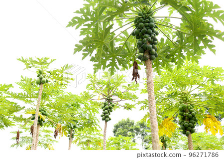 raw papaya stock on tree in farm raw papaya stock on tree in farm 96271786