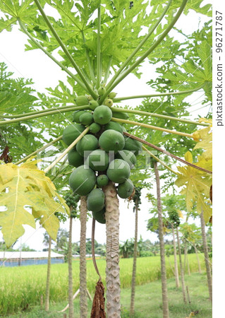 raw papaya stock on tree in farm raw papaya stock on tree in farm 96271787