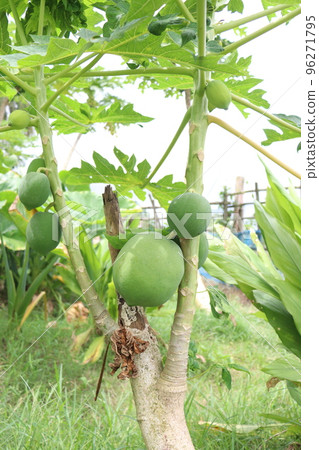 raw papaya stock on tree in farm 96271795