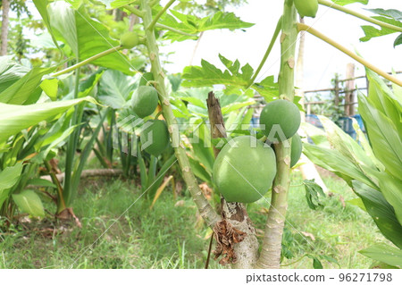 raw papaya stock on tree in farm raw papaya stock on tree in farm 96271798