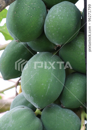 raw papaya stock on tree in farm raw papaya stock on tree in farm 96271799