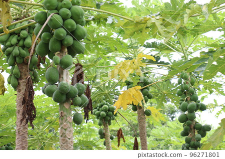 raw papaya stock on tree in farm 96271801