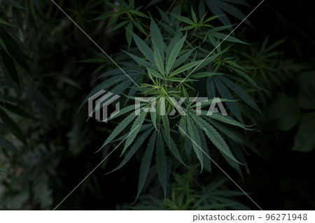 Marijuana Marijuana 96271948