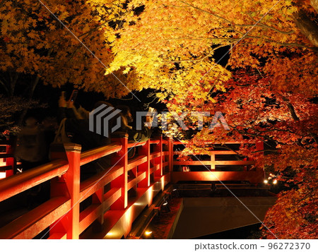 彌彥公園、新潟、紅葉谷在夜間被照亮 96272370