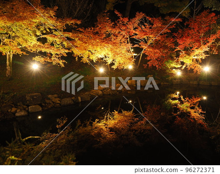 彌彥公園、新潟、紅葉谷在夜間被照亮 96272371