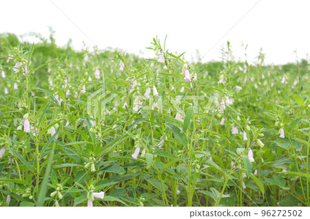 healthy and green sesame farm for harvest and business healthy and green sesame farm for harvest and business 96272502
