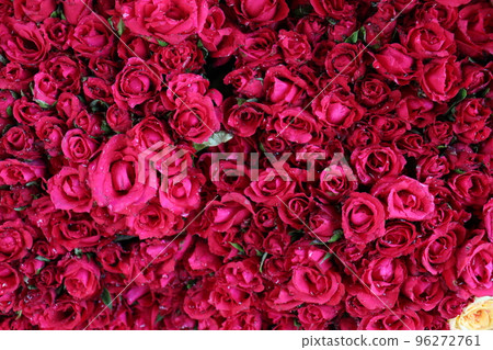 red rose stock on shop 96272761