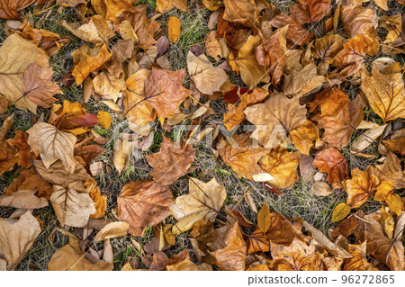 Autumn image cut Fallen leaves of Tomioka Hachiman Park 96272865