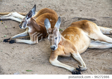 Laying Kangaroos Laying Kangaroos 96272866