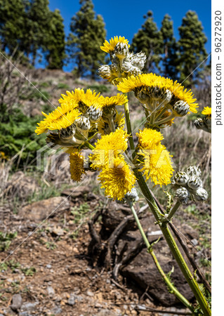 Gran Canaria hiking route Cruz de Tejeda to Artenara, view into Caldera de Tejeda, Canary Islands, Spain Gran Canaria hiking route Cruz de Tejeda to Artenara, view into Caldera de Tejeda, Canary Islands, Spain 96272920