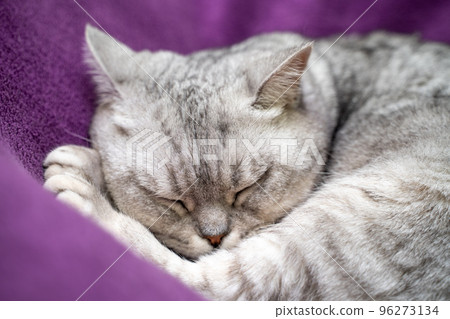 The cat is sleeping. Close-up of a sleeping cat muzzle, eyes closed. Against the background of a purple blanket. Favorite Pets, cat food. The cat is sleeping. Close-up of a sleeping cat muzzle, eyes closed. Against the background of a purple blanket. Favorite Pets, cat food. 96273134