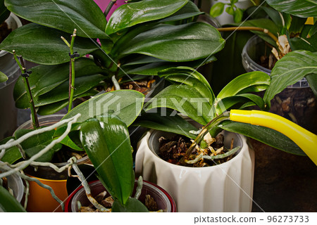 woman gardener watering orchid flowers athome. houseplant care. housework and plants care concept. Home gardening, love of plants and care. 96273733