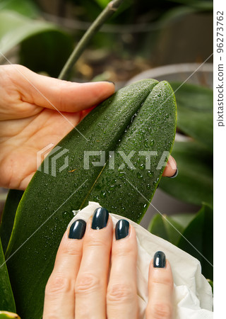 Young woman cultivating flowers. Woman caring for house plant orchid. hands take care of plants. Indoor home garden plants 96273762