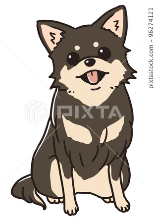 Chihuahua of chocolate tongue to sit down 96274121