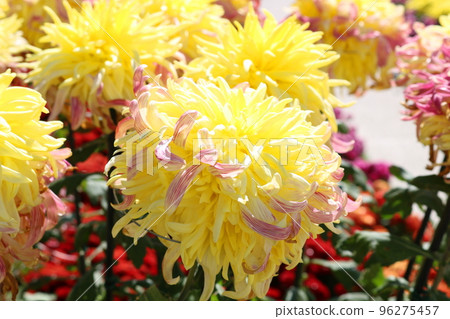 Chrysanthemum Chrysanthemum 96275457