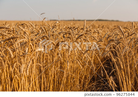 Close up of ripe wheat ears. Beautiful backdrop of ripening ears of golden field. 96275844