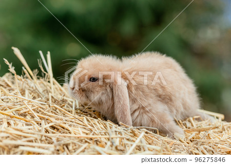 Fluffy fox rabbit sits on golden hay 96275846